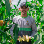 Produtores dos perímetros irrigados garantem produção de milho para o período junino