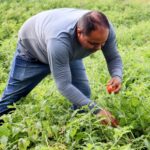 Irrigação pública estadual incentiva geração de renda nos programas de aquisição de alimentos