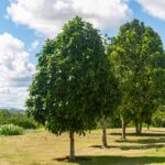 Socorro conquista certificado internacional por plantio de árvores no município