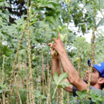 Quiabo está entre principais culturas da irrigação pública de Sergipe