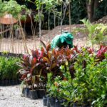 Horto Municipal fortalece arborização de Aracaju com produção e doação de mudas