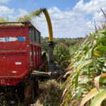 Perímetro Califórnia amplia produção de milho e sorgo para garantir alimentação animal durante estiagem
